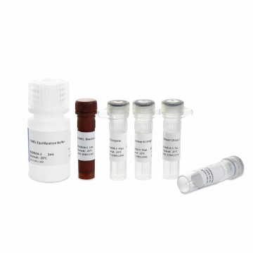 One-Step TUNEL Apoptosis Detection Kit (green Fluorescence)