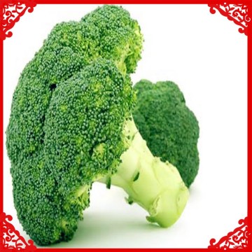 Fresh IQF broccoli cut high quality fresh broccoli