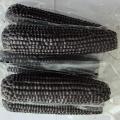 Wysokiej jakości czarne słodkie woskowe kolby kukurydziane