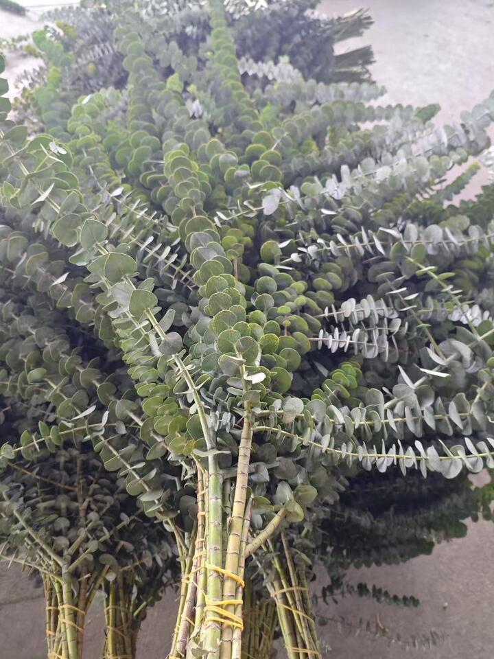Small Leaf Eucalyptus Bunches Multi-Branched