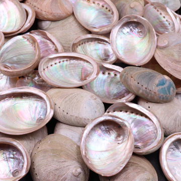 Big Size Conch Shell Ornamental Fish Tank Decoration