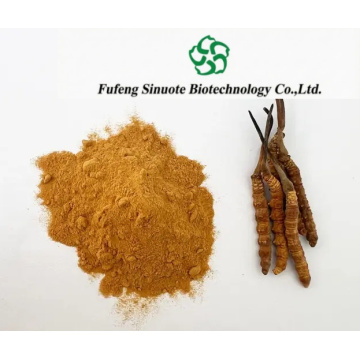 Cordyceps Sinensis Extract High Polysaccharides Adenosine