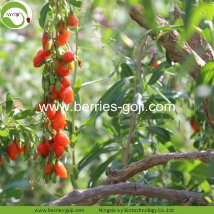 Factory Hot Sale Dried Tibet Wolfberry