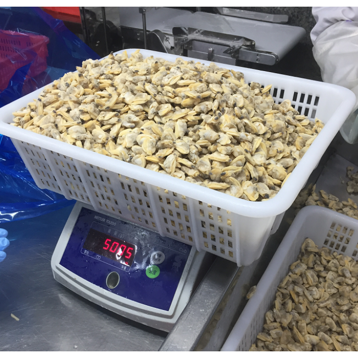 Hochwertige gefrorene gekochte kurze Hälse Muschelfleisch