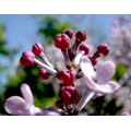 Plant Extract Clove Extract Syzygium Aromaticum Extract Fructus Caryophylli Flos Caryophylli Extract