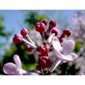 Plant Extract Clove Extract Syzygium Aromaticum Extract Fructus Caryophylli Flos Caryophylli Extract