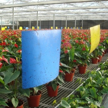 Perfect Double-Sided Yellow Blue PP Board Glue Trap for Fruit Fly Whitefly Scorpion Leaf Miner