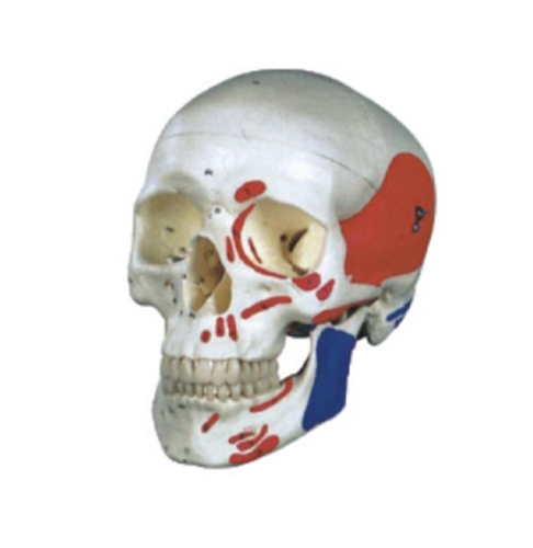 Natural large skull with muscle-colored model