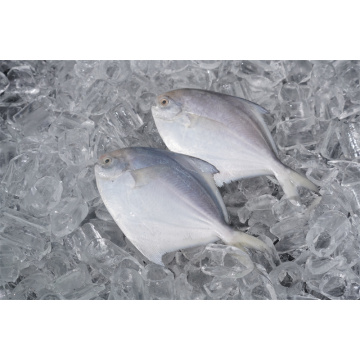 Frischer gefrorener Pomfret -Fisch