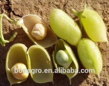 chinese chick peas free sample very good