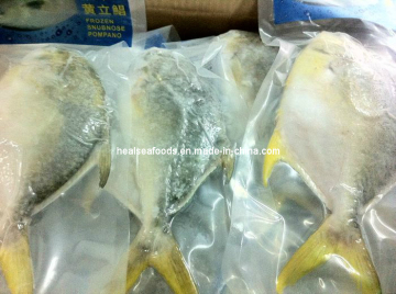 Frozen IQF Pompano