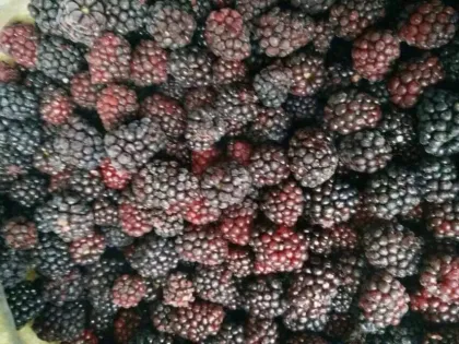 Frozen Blackberry IQF Frozen Fruits Fresh Organic Blackberry