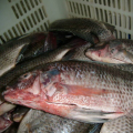Mrożony IVP GGS Nile Tilapia całe okrągły ryby