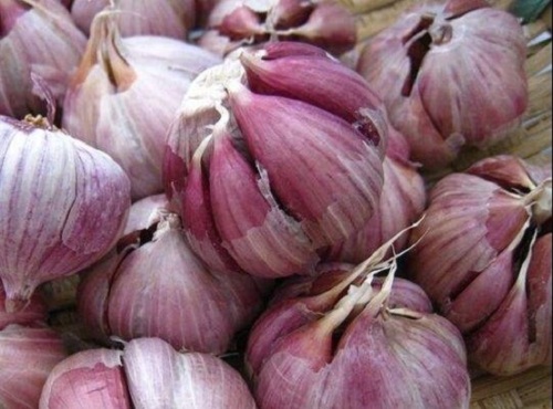 Provides The Best Quality Purple Garlic