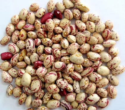 Chinese Round Kidney Beans