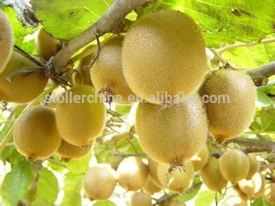 fertilizer npk