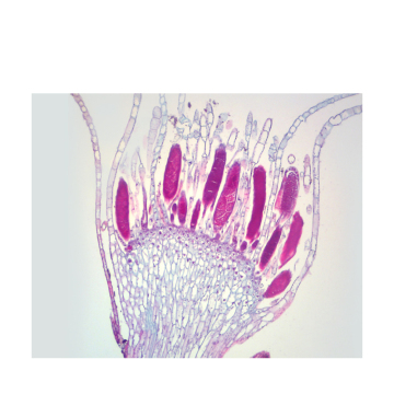 Beginner's Guide to Moss Life Cycle Microscope Slide Set