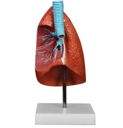 DARHMMY Human Life-Size Cutaway Lung Model for Medical Education