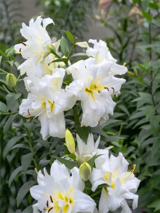 Blizzard double Oriental lily