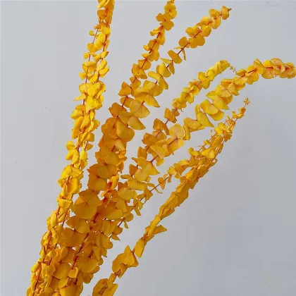 Wholesale Preserved Silver Dollar Leaves for Floral Arrangements