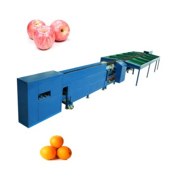 Kiwi Weight Sorting Machine: Electronic Fruit Grading Equipment
