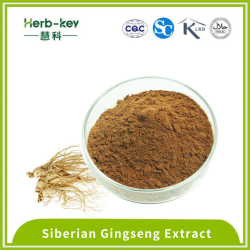 Herbal Medicine Anti-aging Siberian Gingseng extract Factory
