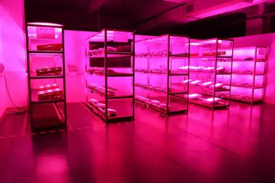 High Power COB LED Grow Lights