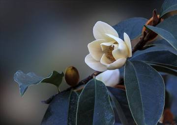 Michelia Flower Essential Oil 30ml