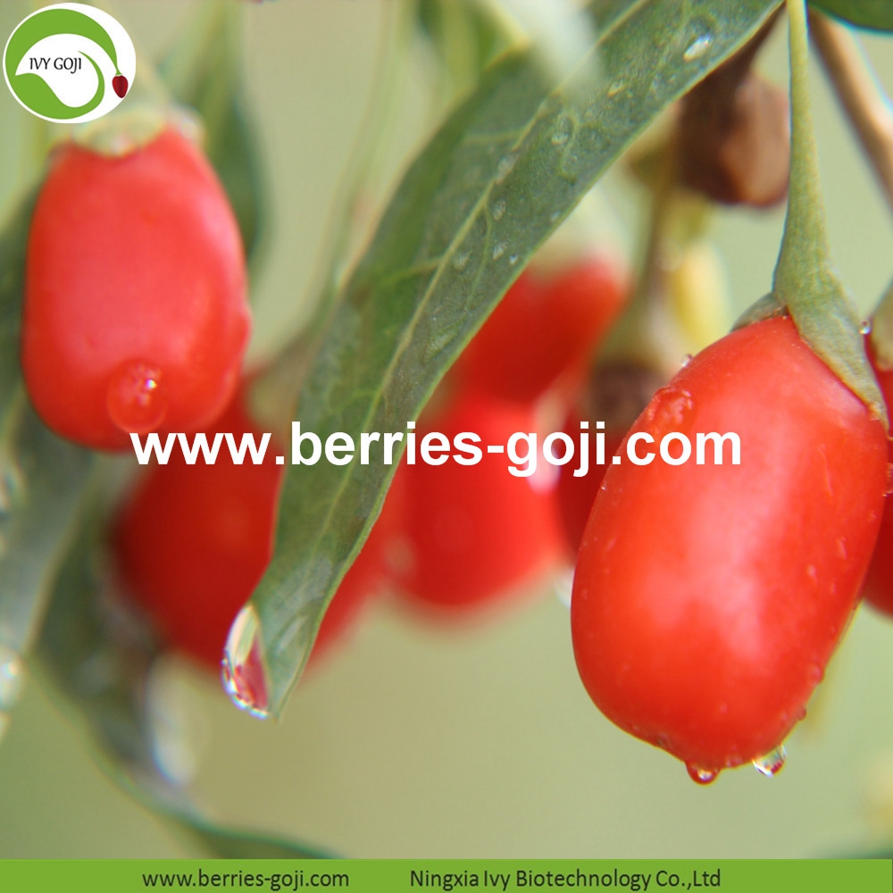 goji berry