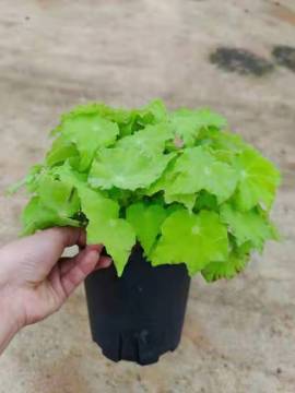 begonia 7 living plants for sale