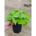 Begonia 7 plantas vivas en venta