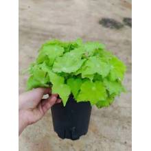 Begonia 7 plantas vivas en venta