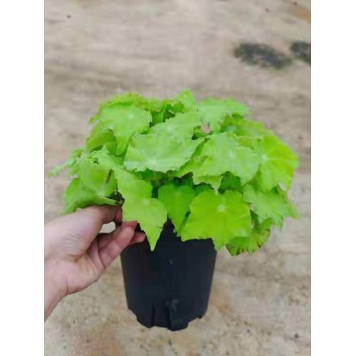 begonia 7 living plants for sale