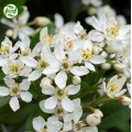 Cosmetic Grade Neroli Essential Oil