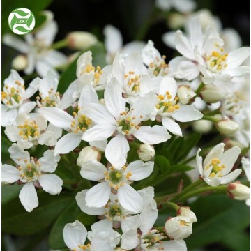 Óleo essencial de Neroli de grau cosmético