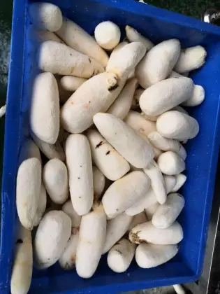 Mini Cassava Washing And Peeling Machine