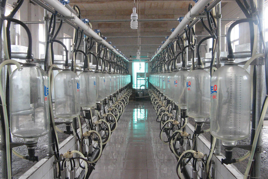 fishbone milking parlor