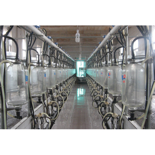 Herringbone milking parlor for cows