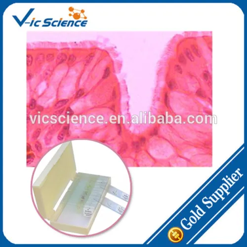 Human Microanatomy Slides/types Of Microscope Slides/microscope, High