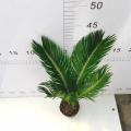 Cycas Revoluta 90#En klass