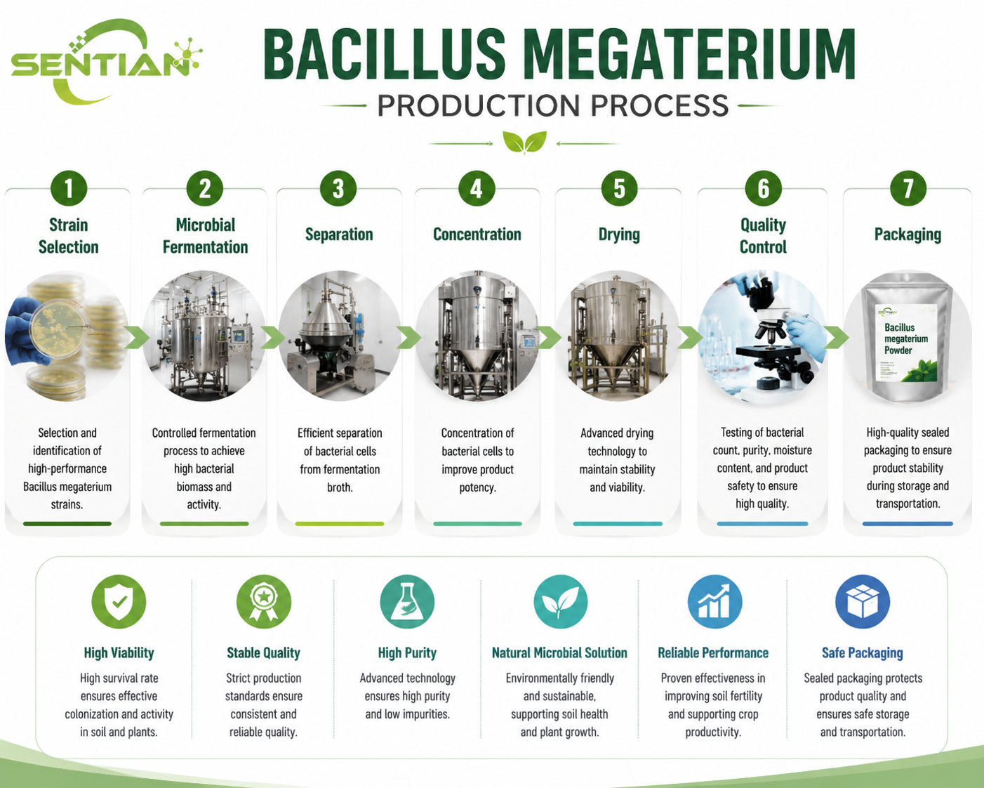 Bacillus megaterium（1）
