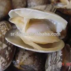 High frozen vacuum packed Short Necked Clam