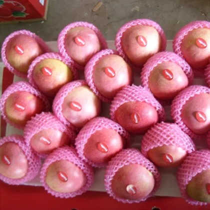 China fresh fruit green gala apple fresh gala apple