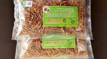 Mealworm full of protein