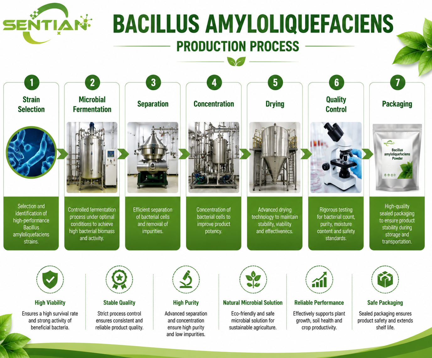 Bacillus amyloliquefaciens（1）