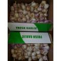 Wholesale Normal Garlic 2020