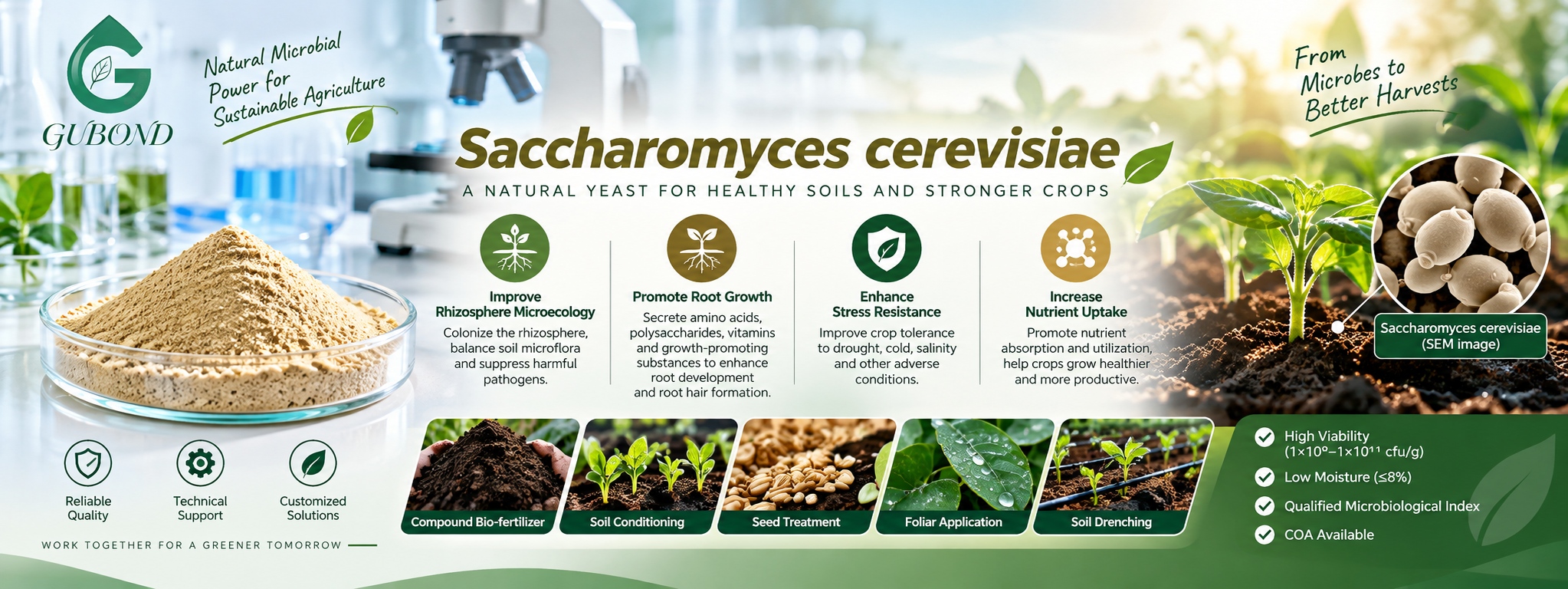Saccharomyces cerevisiae