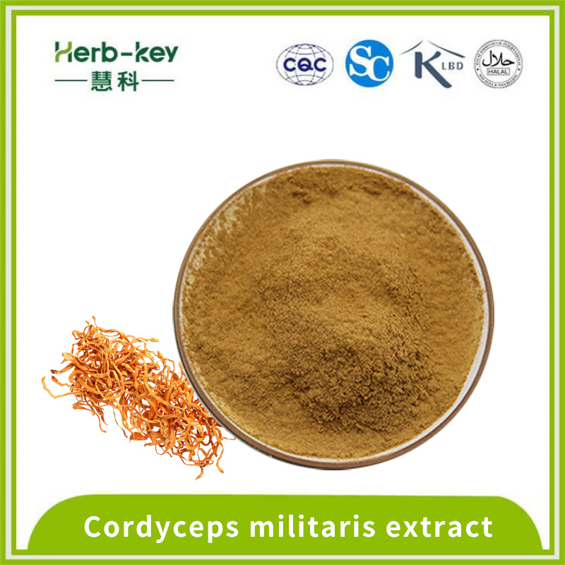 10: 1 proporção Cordyceps Militaris Extract