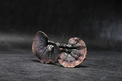 Reishi Mushroom Extract Natural health care products