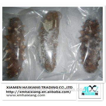 Wholesale Frozen sea cucumber